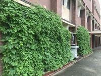 グリーンカーテン1.jpg