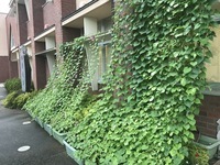 グリーンカーテン2.jpg