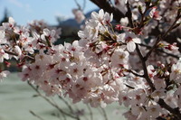 IMG_3792.JPG